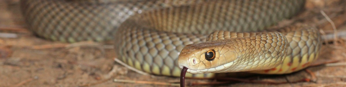 Wildlife services eastern brown snake wildlife services