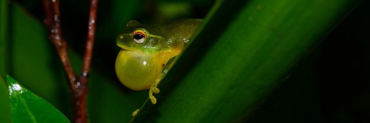 Graceful tree frog Fauna Management