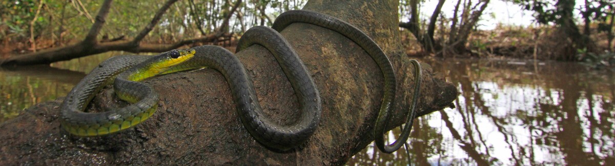 Common Tree Snake