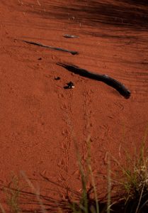 Thorny Devil Tracks fauna management