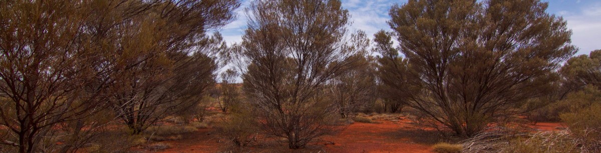 llkurka Region WA