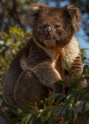 koala koala spotter