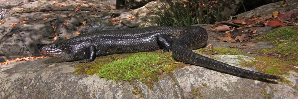 land mullet Fauna Management