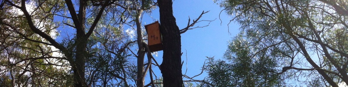 nest box