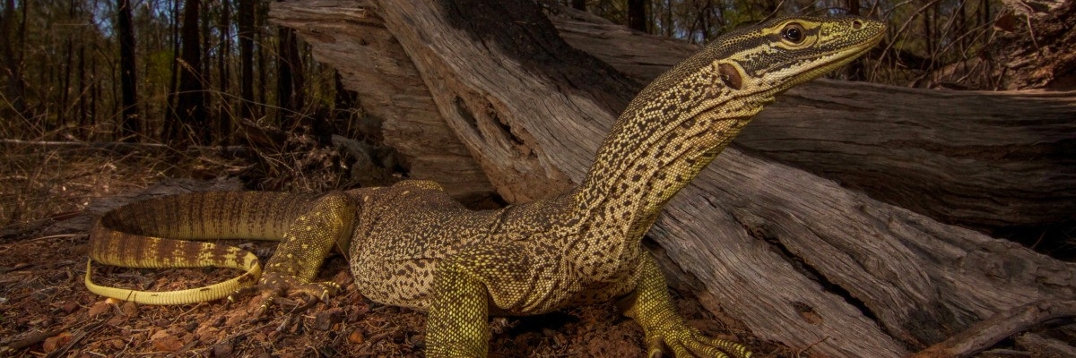 Yellow spotted monitor Fauna Management