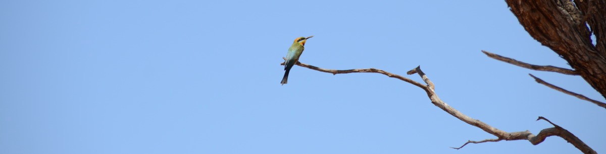 Rainbow-bee Eater