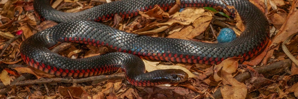 red-bellied black snake Fauna Management