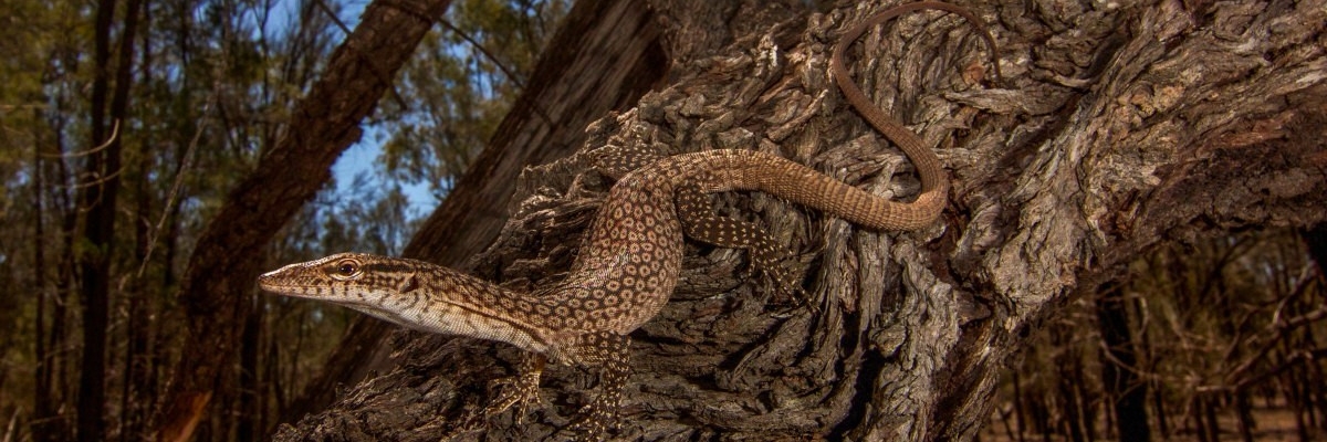 Black-headed monitor Fauna Management