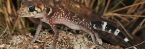 common thick-tailed gecko Fauna Management